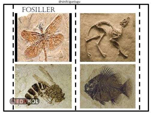 FOSİLLER DEFTER ÇALIŞMASI