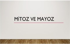 MİTOZ ve MAYOZ