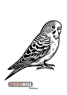 muhabbet kuşu boyama sayfası