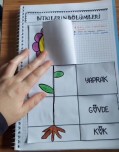 Bitkinin Bölümleri İnteraktif Etkinlik