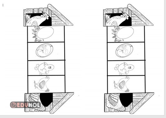 Canlılar Dünyası Tavuğun Gelişimi interaktif defter çalışması