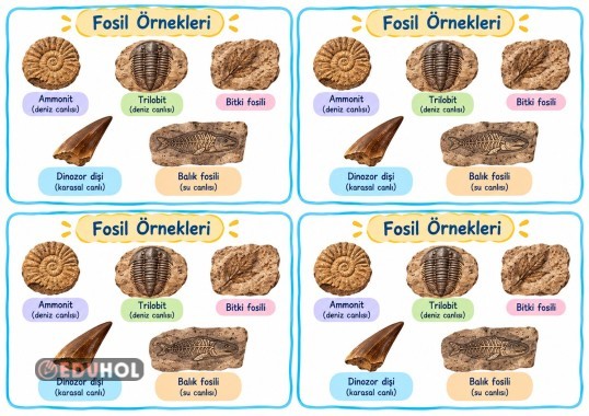 Fosil Örnekleri (Deftere yapıştır)