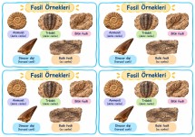 Fosil Örnekleri (Deftere yapıştır)